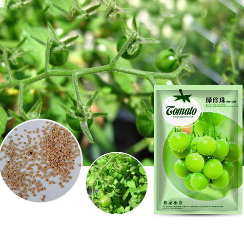 'Green Pearl' Green Round Truss Cherry Tomato Seeds Original Pack 100 Seeds