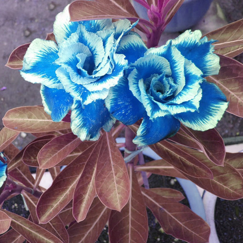 BELLFARM Desert Rose Adenium Seeds Sky Blue Double Petals with White Edge Flowers
