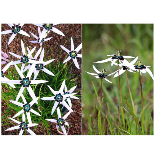 Us 2 99 Rare Spiloxene Capensis Flower Seeds South Africa Flowers Six White Open Petals With Black Blue Centre M Deargogo Com
