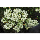 Verticordia eriocephala Seeds White Lambswool Wild Cauliflower Cream White Flowers