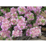 Verticordia halophila Seeds Salt-loving Featherflower Pink Salt-loving Verticordia