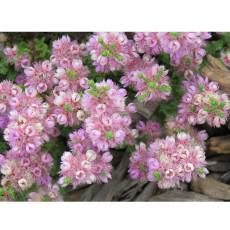 Verticordia halophila Seeds Salt-loving Featherflower Pink Salt-loving Verticordia