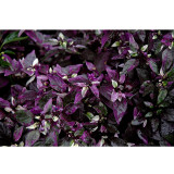 Purple Flash Ornamental Pepper Seeds