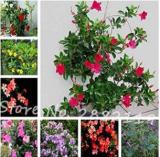 Mandevilla seeds potted balcony DIY home garden planting flowers Beautiful Flower