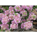 Verticordia halophila Seeds Salt-loving Featherflower Pink Salt-loving Verticordia