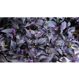 Purple Flash Ornamental Pepper Seeds