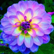 ONE Bulb Purple Dahlia Flowers Perennial Rooted Flowers