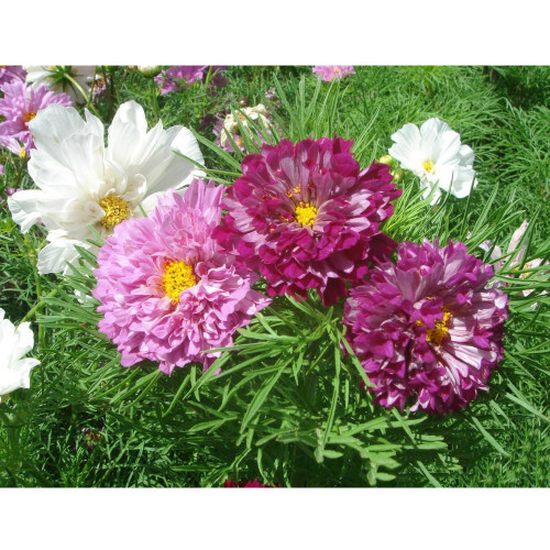 Purple (Mixed) Cosmos Bipinnatus Coreopsis Seeds Purple Double Flowers also Mix other Colors Double Flowers