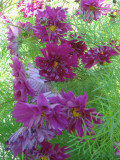 Purple (Mixed) Cosmos Bipinnatus Coreopsis Seeds Purple Double Flowers also Mix other Colors Double Flowers