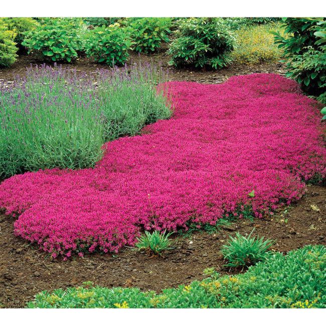 Creeping Thyme Seeds Rock Cress Seeds Perennial Ground Cover Flower Pink Red Colors