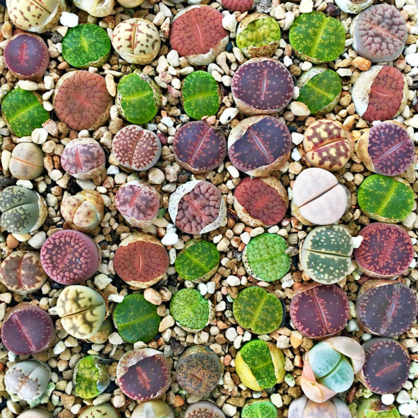 Mixed Many Types of Lithop Seeds Living Stones Rich Colorful Varieties from South Africa