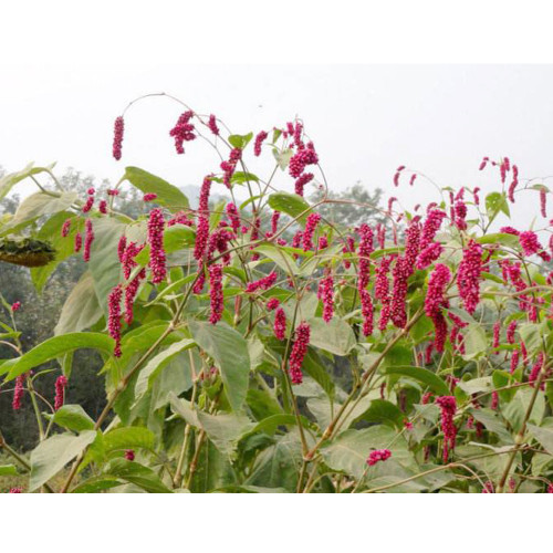 Polygonum Orientale Seeds 'Kiss-Me-Over-The-Garden-Gate' Princess Feather Annual Plant