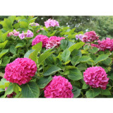 Mixed Hydrangea Flower 50 Seeds Blue Red Pink White Colors