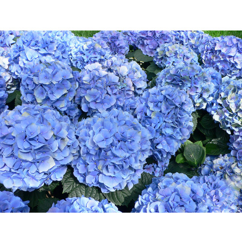 Mixed Hydrangea Flower 50 Seeds Blue Red Pink White Colors