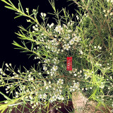 Geraldton Wax Seeds (Chamaelaucium uncinatum)