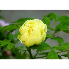 BELLFARM 'Qiu Huang' Ball-typed Yellow Peony Flowers Seeds Fresh Yellow Double Flowers
