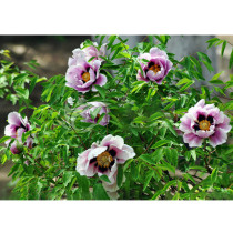 BELLFARM 'Black Pur' Peony Flower Seeds Pale White to Light Purple to Black Double Petals