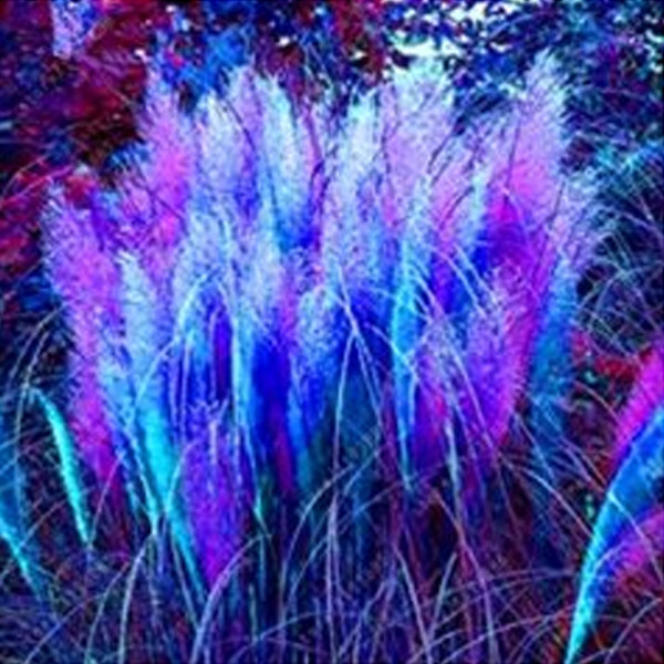 US$ 1.45 - 400 pcs/bag pampas grass, rare reed flower seeds Grass