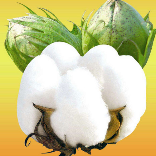 White Cotton Seeds
