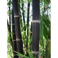 50 seeds/bag rare BLACK BAMBOO SEEDS - Phyllostachys Nigra Dendrocalamus asper Betung Hitam - Black culmed rough bamboo