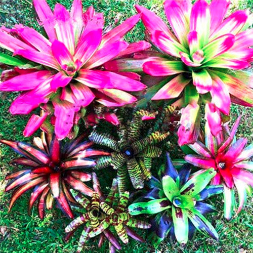 100Pcs Bonsai Colorful Cactus Bromeliad Tillandsia Bulbosa Air Plant Easy Growing Succulent Bonsai for Home Garden