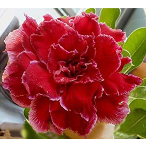 BELLFARM Adenium Dark Red Petals with Thin Whitish Pink Edge Flower Seeds, 8-Layers Desert Rose Flowers