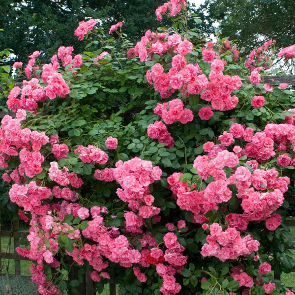 Pink Climbing Jasmine Plant  Flower Seeds, 100 Seeds / Pack, Rare Bonsai Perennial Indoor Outdoor Plants Decorative for Home Garden