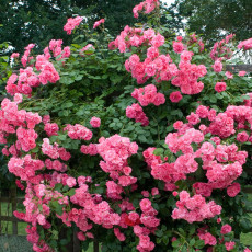 Pink Climbing Jasmine Plant  Flower Seeds, 100 Seeds / Pack, Rare Bonsai Perennial Indoor Outdoor Plants Decorative for Home Garden
