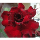 BELLFARM Adenium Dark Red Desert Rose Seeds, 6-Layer Fragrant Perennial Bonsai Ornamental Flowers