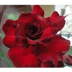 BELLFARM Adenium Dark Red Desert Rose Seeds, 6-Layer Fragrant Perennial Bonsai Ornamental Flowers