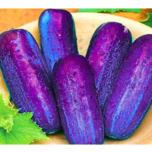 100Pcs/Pack Purple Cucumber Seeds Garden Farm Vegetable Plants Seeds