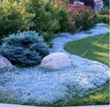 100Pcs/Bag Creeping Thyme Seeds Or Blue ROCK CRESS Seeds - Perennial Ground Cover Flower Natural Growth For Home Garden