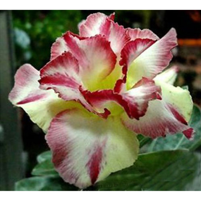 BELLFARM Adenium Dard Red-White-Bright Yellow Double Flowers Seeds 3-Layer Desert Rose Light Fragrant