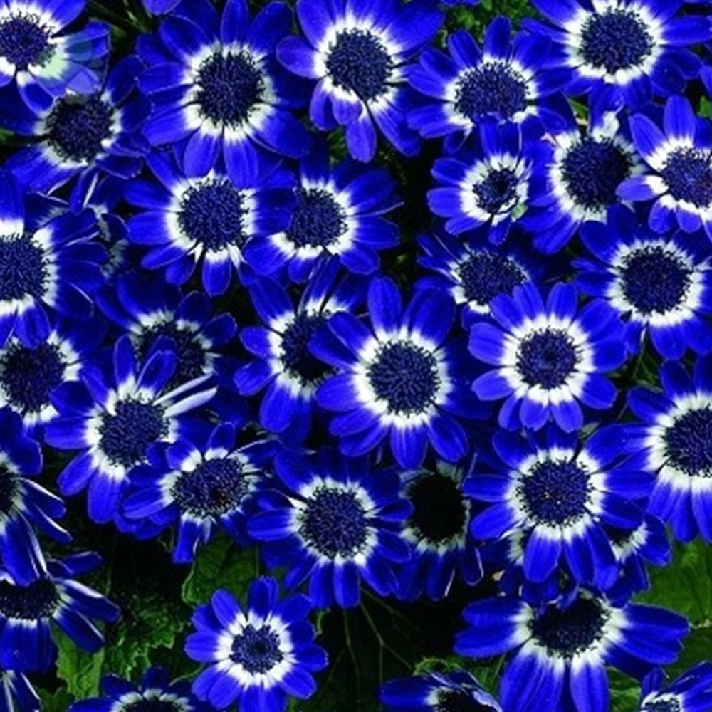 US 1.16 50Pcs Rare Blue Daisy Seeds
