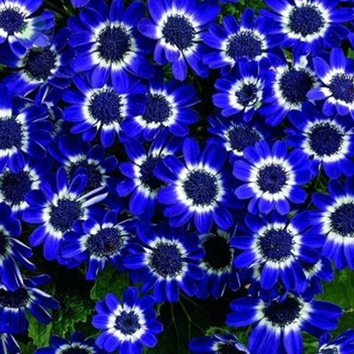 50Pcs Rare Blue Daisy Seeds
