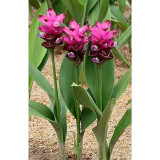 10 Pcs Thailand Curcuma Seeds Called Siam Tulip Seeds, Rare Flower a Member Of The Zingeraceae Family For Garden