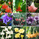 BELLFARM Datura Plants Herbs Flower Seeds Mixed 9 Colors Datura Trumpet Flowers, 30 Seeds/Pack, Professional Package