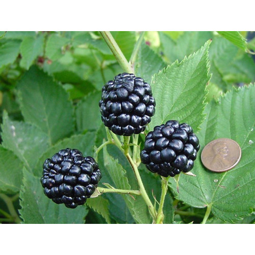 BELLFARM Jumbo Thornless Blackberry Seeds, 100 SEEDS/pack, Juicy Sweet Organic Healthy Fruits