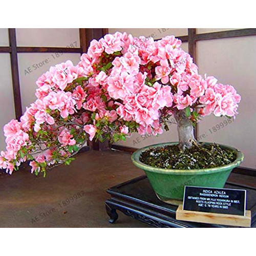 BELLFARM Bonsai Pinkish Red Japanese Sakura Cherry Blossoms Flower Seeds, 20 Seeds/Pack, Aromatic Perennial Home Garden Plants