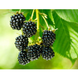 BELLFARM Jumbo Thornless Blackberry Seeds, 100 SEEDS/pack, Juicy Sweet Organic Healthy Fruits