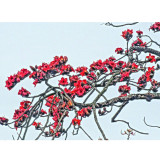 BELLFARM Bombax ceiba Seeds Cotten Tree Red Silk-cotton Tree, 30 Seeds/Pack, Red Cotton Tree Kapok
