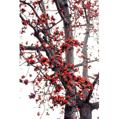 BELLFARM Bombax ceiba Seeds Cotten Tree Red Silk-cotton Tree, 30 Seeds/Pack, Red Cotton Tree Kapok