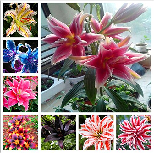 100pcs hosta seeds Coleus plant seeds colorful flower bonsai DIY festival for home garden supplies planting pot perennial herb