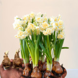 BELLFARM Daffodil Bulbs Narcissus Aquatic Plants Double Flowers Light Fragrant