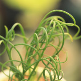 BELLFARM Albuca namaquensis Seeds Evergreen Spiral Grass
