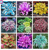 100pcs/bag Colorful hosta seeds DL247C