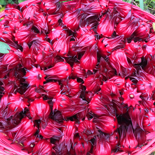 BELLFARM Roselle Ilibiscus Seeds, 100 Seeds/pack, Heirloom Chinese Herb Tea Angle Flower Hibiscus Flowers