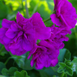 BELLFARM Ivy Geranium 'Vagabond' Seeds, 10 Seeds / Pack, Pelargonium Peltatum Double Purple Petals Bonsai Flowers