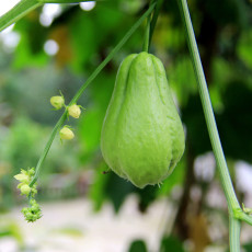 BELLFARM Chocho Magic Pumpkin Seeds, 30 Seeds/Pack, Rare Chayote Big Melon Plants Vegetables