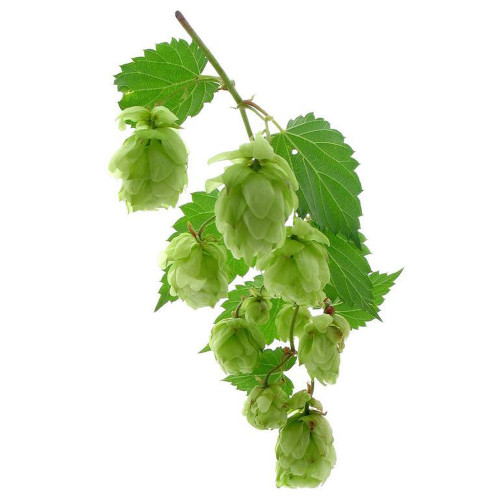 100Pcs/Pack Hops * Humulus lupulus * Bonsai * Brew Your OWN Beer Today * Returns Year After Year - Plants Form,#EAE
